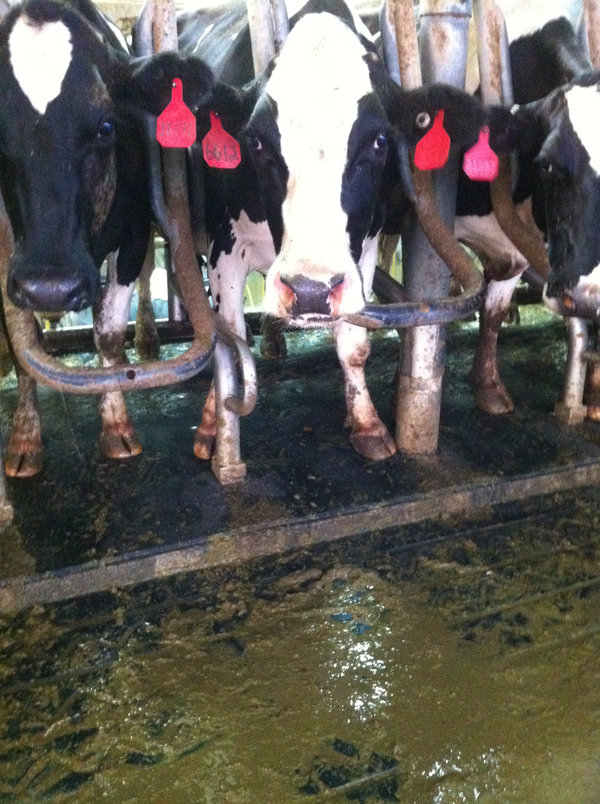 investigation at Bettencourt Dairies' Dry Creek facility in Hansen, Idaho. / Mercy for Animals