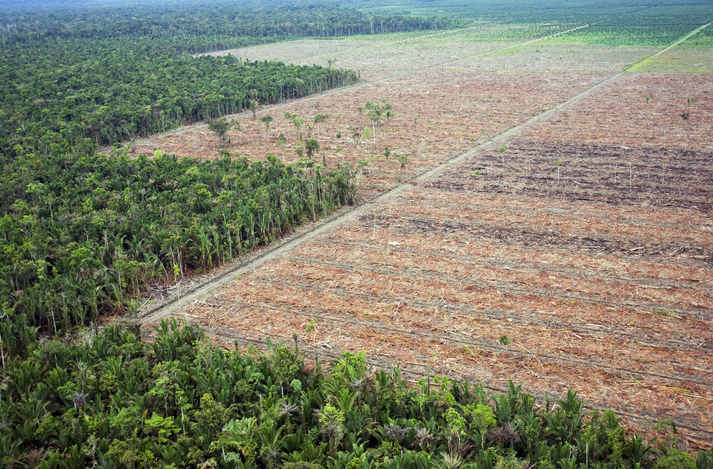 Amazon rain forest, Brazil