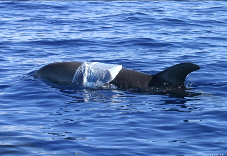 Dolphin-and-plastic-bag-c-Globice