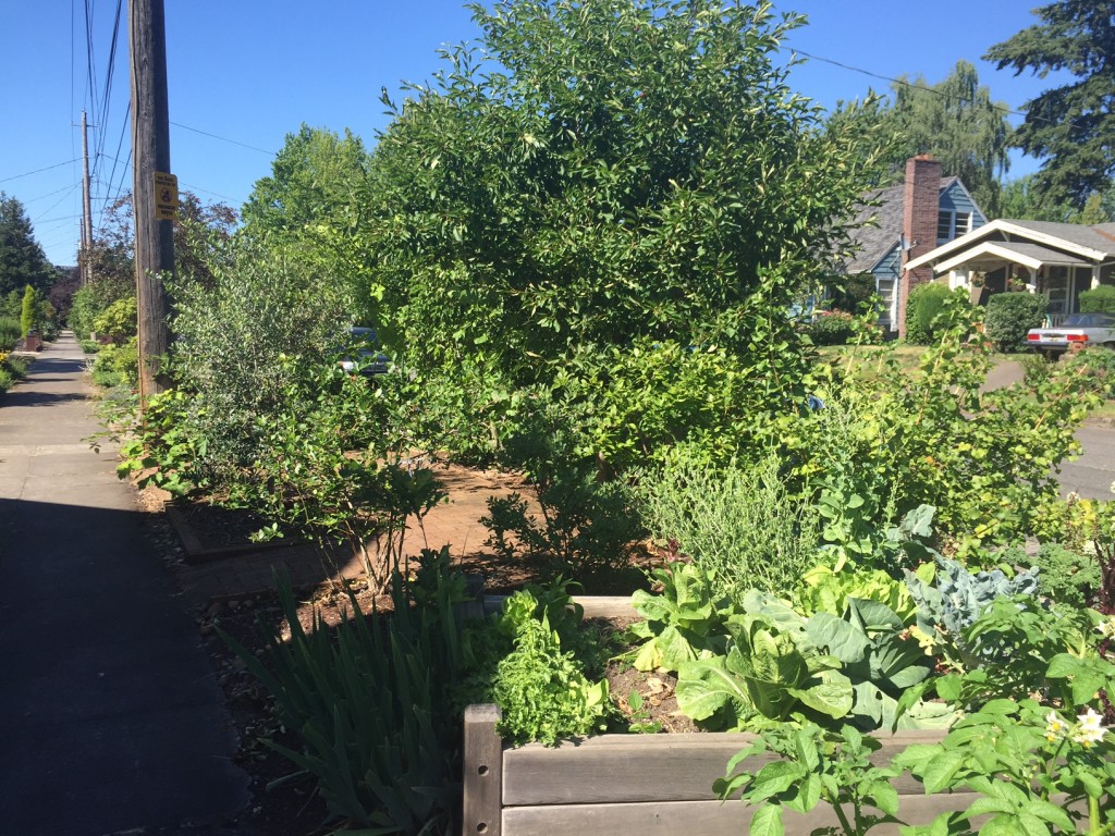 Neighbor's front yard is mostly full of fruit and vegetables. It looks amazing